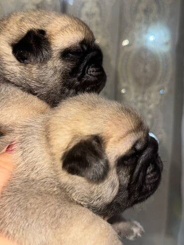 Мопс, 1 месяц, Самец at lalafo.kg Мопс, 1 месяц, Самец