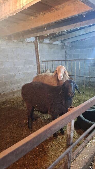 Продаю | Овца (самка), Баран (самец) | Арашан at lalafo.kg Продаю | Овца (самка), Баран (самец) | Арашан