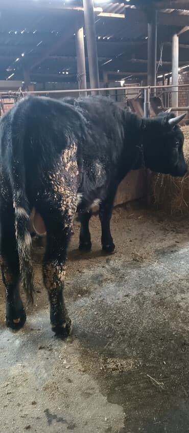 Продаю | Бык (самец) | На откорм | Привязанные at lalafo.kg Продаю | Бык (самец) | На откорм | Привязанные