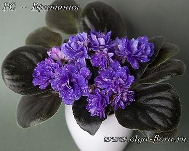 В продаже детки стартеры, взрослые сортовые фиалки, Отправка по at lalafo.kg В продаже детки стартеры, взрослые сортовые фиалки, Отправка по