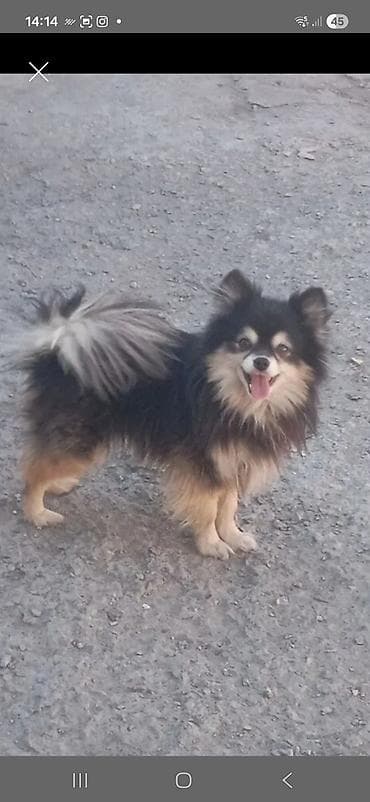 Шпиц, 3 года, Самец, С прививкой at lalafo.kg Шпиц, 3 года, Самец, С прививкой