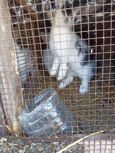 Кролки продаю at lalafo.kg Кролки продаю