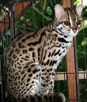 Экзотическая, 3 года, Мальчик, Приучена к лотку, Проглистована, С документами at lalafo.kg Экзотическая, 3 года, Мальчик, Приучена к лотку, Проглистована, С документами