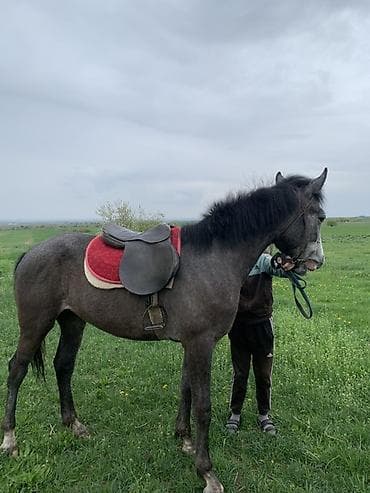 Продаю | Жеребенок | Полукровка | Для разведения, Рабочий, Конный спорт at lalafo.kg Продаю | Жеребенок | Полукровка | Для разведения, Рабочий, Конный спорт