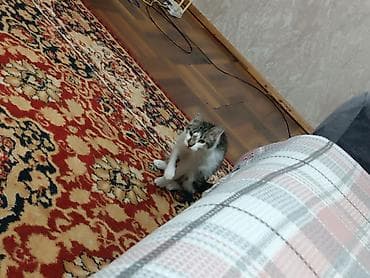 Кошка даром: Беспородная, Мальчик at lalafo.kg Кошка даром: Беспородная, Мальчик