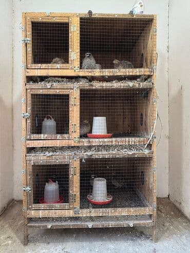 Продается клетка или брудер at lalafo.kg Продается клетка или брудер