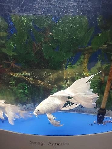 Белые вуалевые кои (батерфляй) — декоративные рыбы с длинными at lalafo.kg Белые вуалевые кои (батерфляй) — декоративные рыбы с длинными