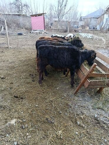 Продаю | Бык (самец), Музоо, торпок | На откорм, Для разведения at lalafo.kg Продаю | Бык (самец), Музоо, торпок | На откорм, Для разведения