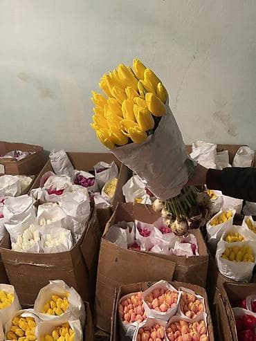 ‼️ Тюльпаны С ЛУКОВИЦЕЙ ‼️ срезка из теплицы - Ассортимент цветов at lalafo.kg ‼️ Тюльпаны С ЛУКОВИЦЕЙ ‼️ срезка из теплицы - Ассортимент цветов