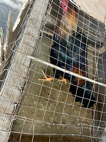 Продаю | Петух | Для разведения at lalafo.kg Продаю | Петух | Для разведения