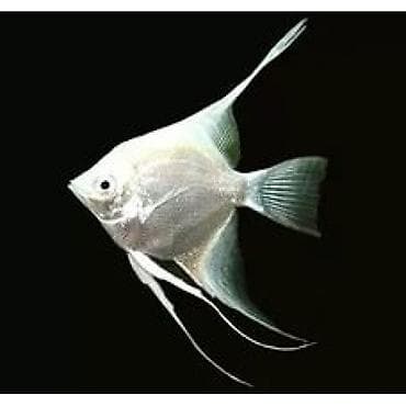 Скалярия белая (Pterophyllum scalare), декоративная пресноводная рыба at lalafo.kg Скалярия белая (Pterophyllum scalare), декоративная пресноводная рыба