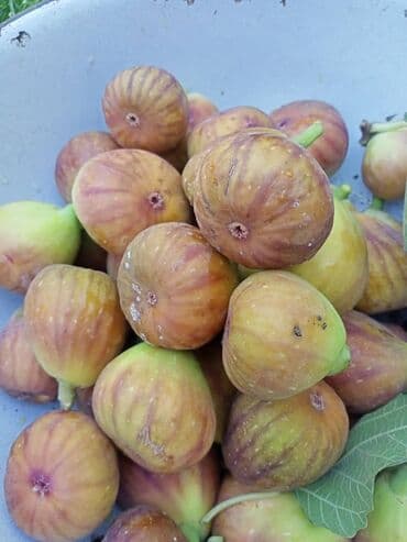 Ковролин: Дает плоды начиная с июля до поздней осени, сорт проверенный больше lalafo.kg да — 1 Ковролин: Дает плоды начиная с июля до поздней осени, сорт проверенный больше — 1