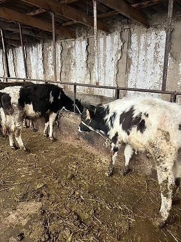 Продаю | Бык (самец) | Для разведения at lalafo.kg Продаю | Бык (самец) | Для разведения