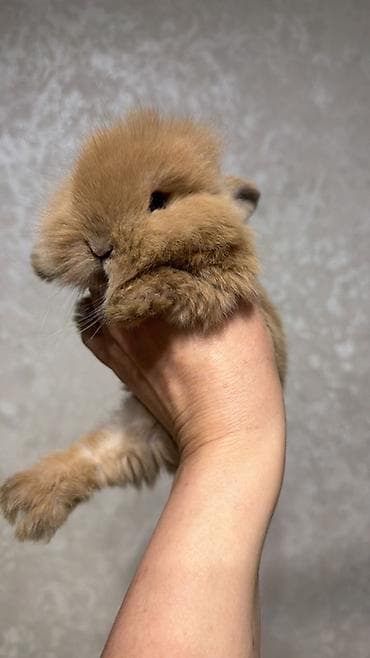 Карликовые декоративные кролики (пуховые «плюшевые» малыши) - Порода at lalafo.kg Карликовые декоративные кролики (пуховые «плюшевые» малыши) - Порода