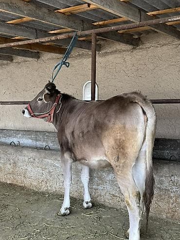 Продаю | Корова (самка), Музоо, торпок | Швицкая | Для разведения, Для молока | Племенные, Отела не было at lalafo.kg Продаю | Корова (самка), Музоо, торпок | Швицкая | Для разведения, Для молока | Племенные, Отела не было