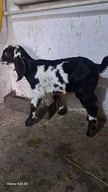 Сатам | Улак | Көбөйтүү үчүн lalafo.kg да — 1 Сатам | Улак | Көбөйтүү үчүн — 1