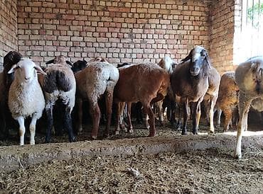 Продаю | Овца (самка), Ягненок | На забой | Кастрированные, Матка, Ярка at lalafo.kg Продаю | Овца (самка), Ягненок | На забой | Кастрированные, Матка, Ярка