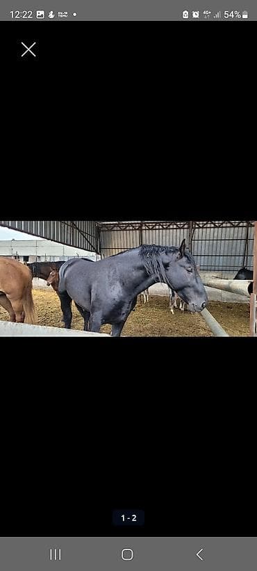 Продаю | Жеребец | Для разведения, Конный спорт | Племенные, Осеменитель at lalafo.kg Продаю | Жеребец | Для разведения, Конный спорт | Племенные, Осеменитель