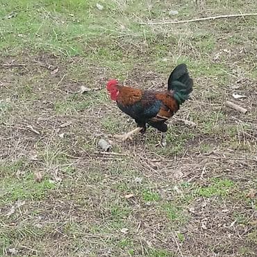 Продаю | Петух | Для разведения at lalafo.kg Продаю | Петух | Для разведения