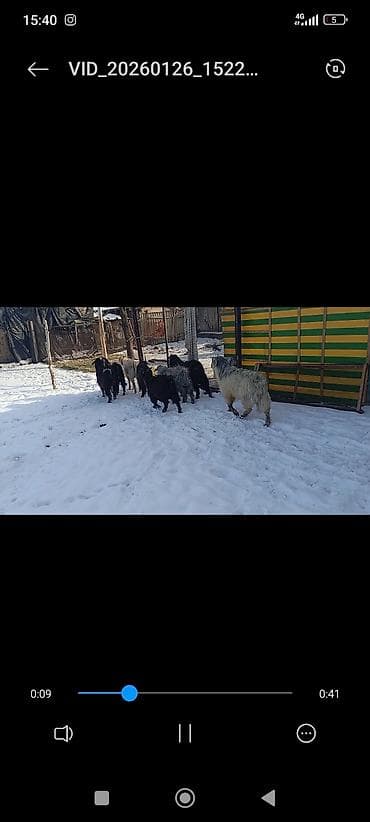 Продаю | Козёл (самец) | Для разведения | Племенные at lalafo.kg Продаю | Козёл (самец) | Для разведения | Племенные