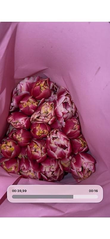 Тюльпаны из теплицы — свежесрезанные, крупный бутон, крепкий стебель at lalafo.kg — 2 Тюльпаны из теплицы — свежесрезанные, крупный бутон, крепкий стебель — 2