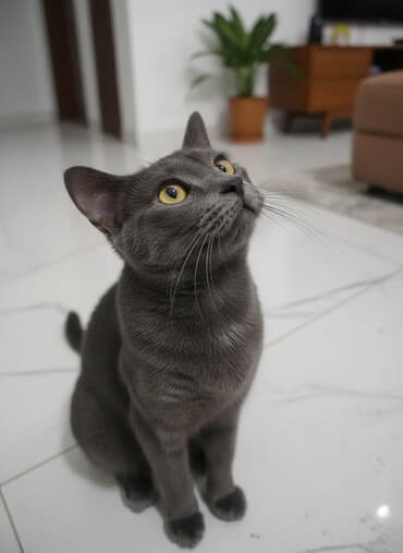 Британская короткошёрстная, 6 месяцев, Мальчик, Серый, Приучена к лотку, Проглистована at lalafo.kg Британская короткошёрстная, 6 месяцев, Мальчик, Серый, Приучена к лотку, Проглистована