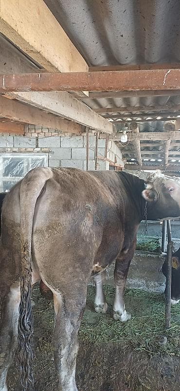 Продаю | Бык (самец) | На откорм | Привязанные at lalafo.kg Продаю | Бык (самец) | На откорм | Привязанные