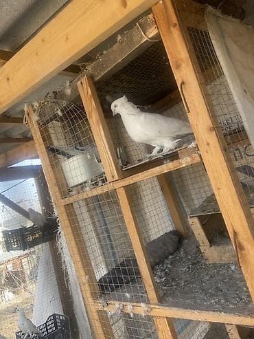 15-17 штук баар паара Оптом берем 7500 сомго адрес Манас жийде at lalafo.kg 15-17 штук баар паара Оптом берем 7500 сомго адрес Манас жийде