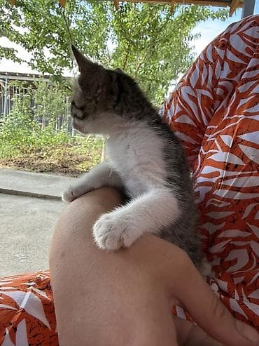 Кошка даром: Беспородная, Мальчик at lalafo.kg Кошка даром: Беспородная, Мальчик