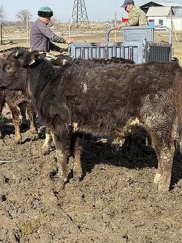 Продаю | Музоо, торпок | На откорм at lalafo.kg Продаю | Музоо, торпок | На откорм