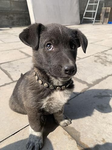 Собака даром: Дворняжка, 2 месяца, Самка, С родословной at lalafo.kg Собака даром: Дворняжка, 2 месяца, Самка, С родословной