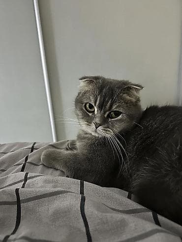 Скотиш Фолд (Шотландская вислоухая), 6 месяцев, Девочка, Серый, Приучена к лотку at lalafo.kg Скотиш Фолд (Шотландская вислоухая), 6 месяцев, Девочка, Серый, Приучена к лотку