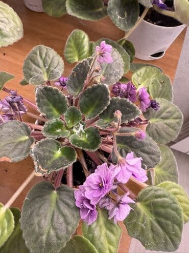 Фиалки (сенполии) комнатные, коллекционные сорта at lalafo.kg Фиалки (сенполии) комнатные, коллекционные сорта