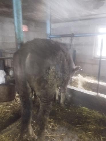 Продаю | Бык (самец) | Алатауская | Для разведения | Искусственник at lalafo.kg Продаю | Бык (самец) | Алатауская | Для разведения | Искусственник