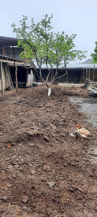 Удобрение Навоз, Самовывоз, Платная доставка at lalafo.kg Удобрение Навоз, Самовывоз, Платная доставка