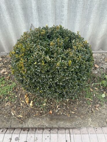 ВЕЧНОЗЕЛЕНЫЙ КУСТАРНИК - САМШИТ! ОЧЕНЬ КРАСИВЫЙ В ФОРМЕ ШАРА. ВСЕГДА at lalafo.kg ВЕЧНОЗЕЛЕНЫЙ КУСТАРНИК - САМШИТ! ОЧЕНЬ КРАСИВЫЙ В ФОРМЕ ШАРА. ВСЕГДА