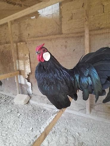 Продаю | Петух, Куры | Для разведения at lalafo.kg Продаю | Петух, Куры | Для разведения