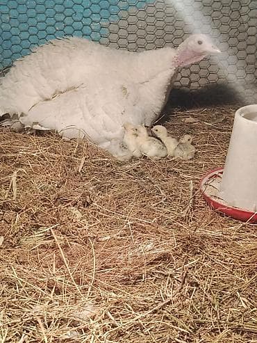 Продаю индюшку с индюшатами у индюшки 10 индюшат порода очень хорошаЯ at lalafo.kg Продаю индюшку с индюшатами у индюшки 10 индюшат порода очень хорошаЯ