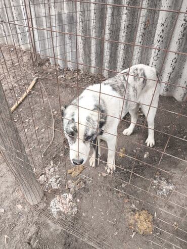 Собака даром: Алабай, 6 месяцев, Самец at lalafo.kg Собака даром: Алабай, 6 месяцев, Самец
