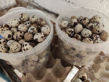 Продаю домашние свежие перепелиные яйца поштучно 5,5 сом. В кассетах at lalafo.kg Продаю домашние свежие перепелиные яйца поштучно 5,5 сом. В кассетах