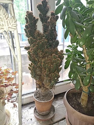 Продаю домашние цветы разные не дорого смотрите мой профиль выбирайте at lalafo.kg Продаю домашние цветы разные не дорого смотрите мой профиль выбирайте