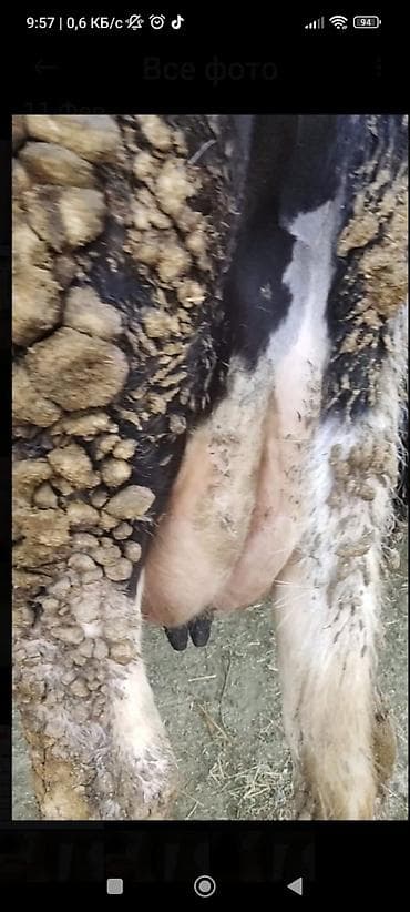 Продаю | Корова (самка) | Голштин | Для молока | Стельные at lalafo.kg Продаю | Корова (самка) | Голштин | Для молока | Стельные