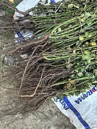 Саженцы Самовывоз, Платная доставка at lalafo.kg Саженцы Самовывоз, Платная доставка