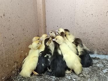 Продам 16 индоутят . Кара-балта at lalafo.kg Продам 16 индоутят . Кара-балта
