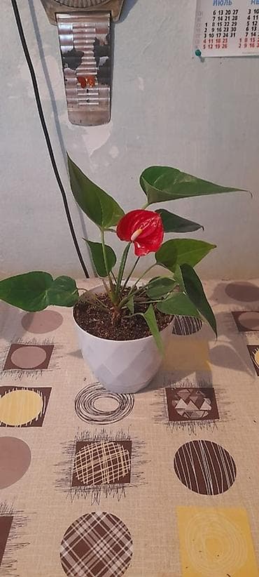 Антуриумдар: Антуриум красный (мужское счастье Комнатное растение подходит для lalafo.kg да — 1 Антуриумдар: Антуриум красный (мужское счастье Комнатное растение подходит для — 1