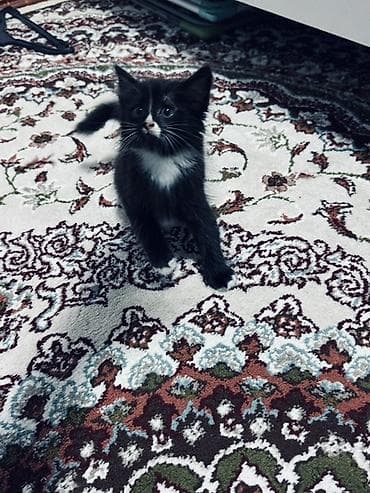 Котёнок, чёрно-белый «смокинг» с белой грудкой, носиком и носочками на at lalafo.kg Котёнок, чёрно-белый «смокинг» с белой грудкой, носиком и носочками на