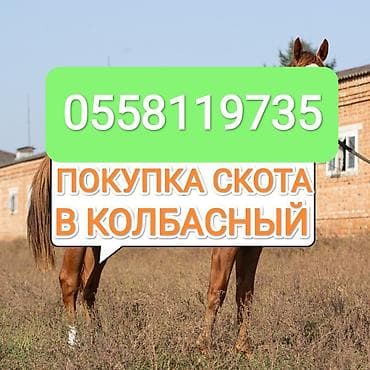 Колбасный цех : Коровы, быки, Лошади, кони, | Круглосуточно, Любое состояние, Забитый at lalafo.kg Колбасный цех : Коровы, быки, Лошади, кони, | Круглосуточно, Любое состояние, Забитый