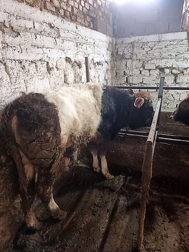 TagAZ: Продаю | Бык (самец), Музоо, торпок | На откорм, Для разведения at lalafo.kg — 1 TagAZ: Продаю | Бык (самец), Музоо, торпок | На откорм, Для разведения — 1