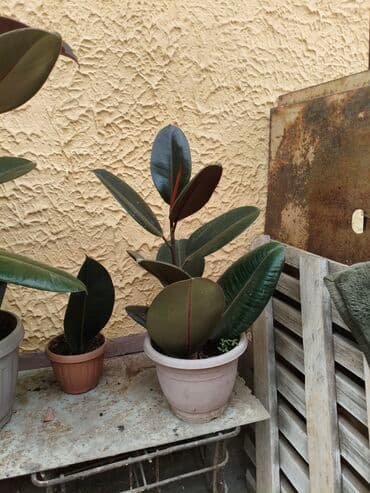 Фикус эластика, также известный как каучуковое дерево, представлен в at lalafo.kg Фикус эластика, также известный как каучуковое дерево, представлен в