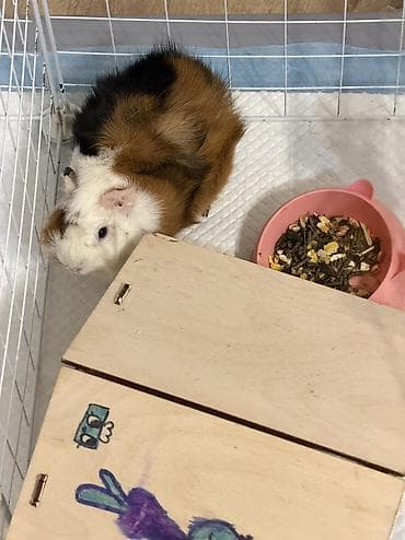 Отдадим в добрые руки🫶🏼 lalafo.kg да — 3 Отдадим в добрые руки🫶🏼 — 3